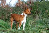 BASENJI 011